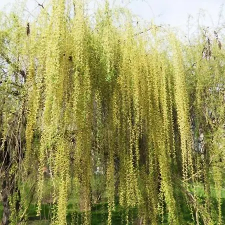 Oasis Of Green Streamside Relaxation Апартаменты